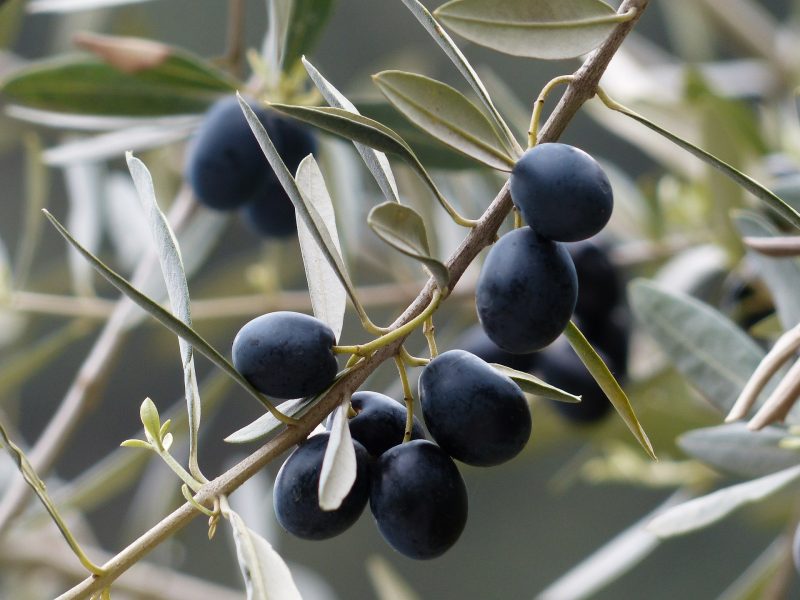 feuilles d'olivier