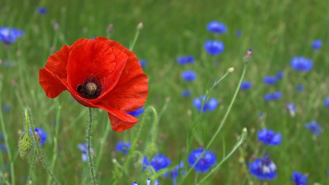 champs de coquelicots