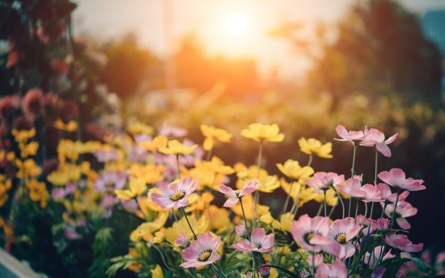 plantes d'été