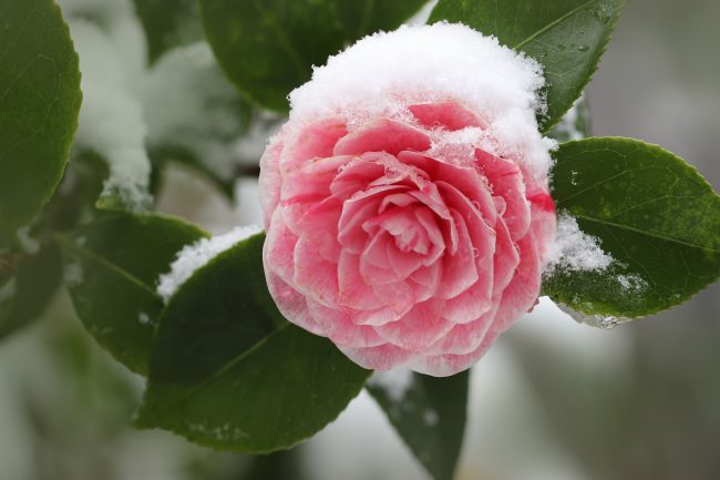 jardin en hiver