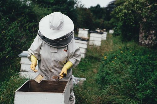 protéger des ruches