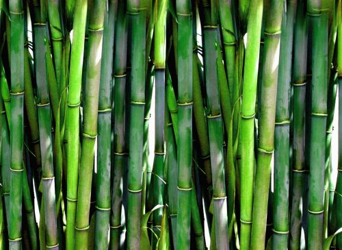bambous non traçants