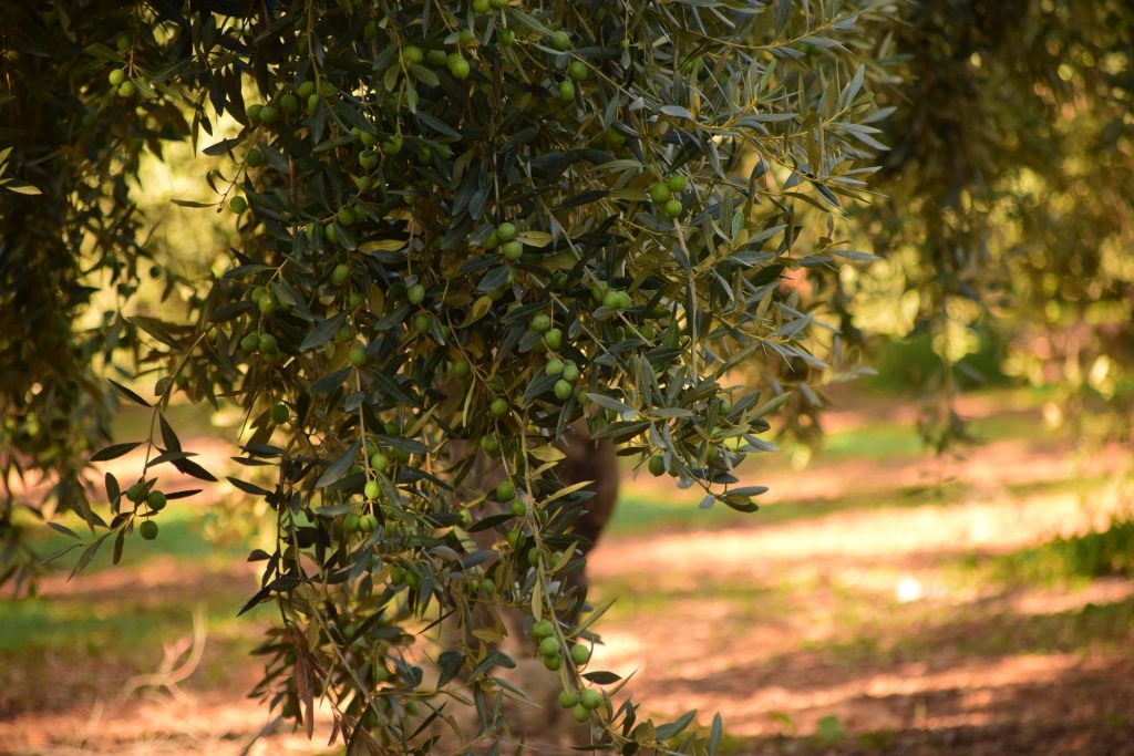 plantes entourant un olivier