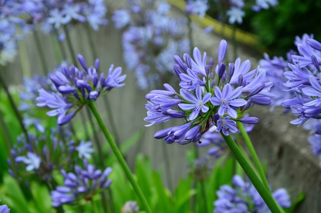 tailler les agapanthes