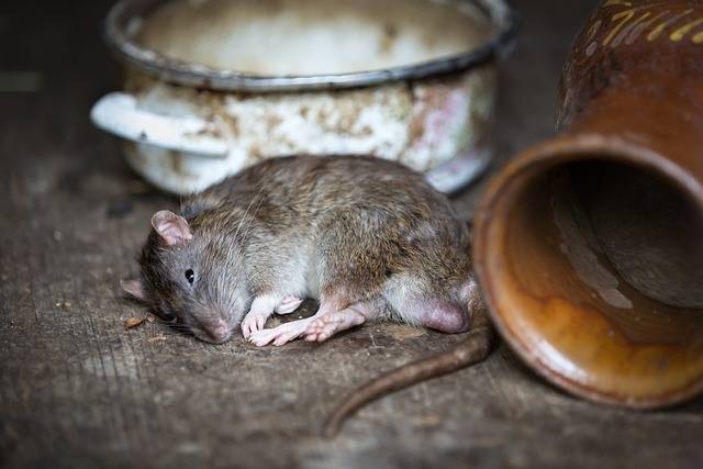 dératisation infestation rats copropriété nuisibles prévention professionnels souris anti-nuisibles