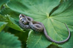 serpent dans un jardin