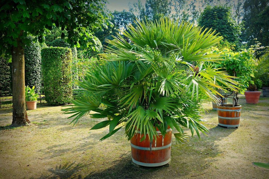 palmier dans un jardin