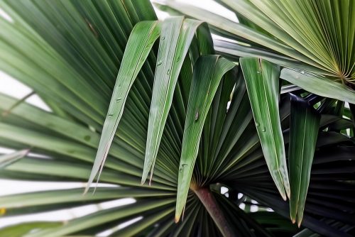 feuilles de palmiers qui jaunissent