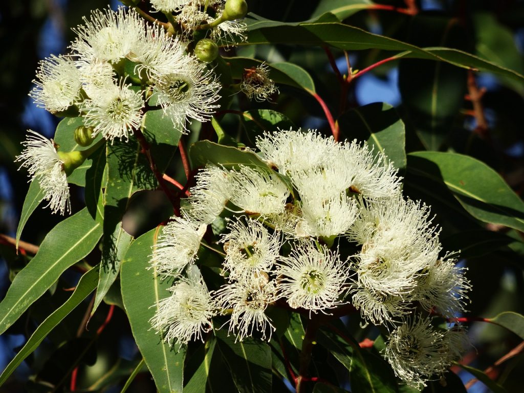 feuilles d'eucalyptus