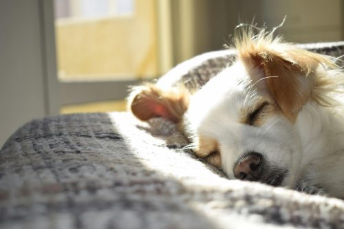 chien qui dort dans une maison