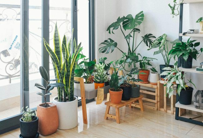 Monstera Deliciosa