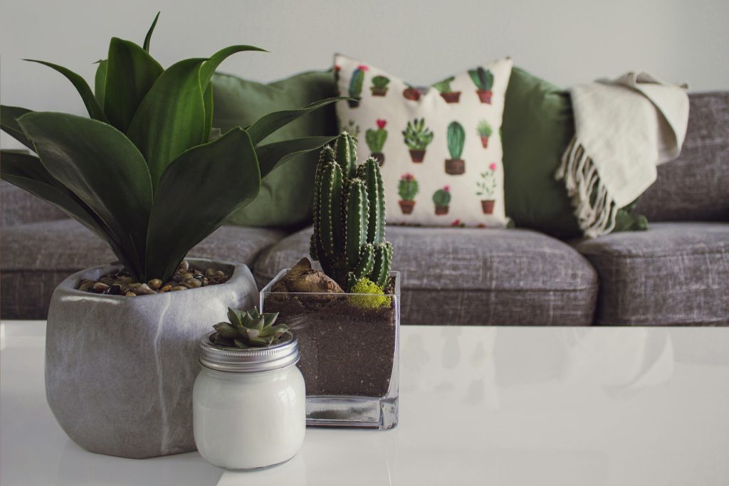 plantes posées sur une table