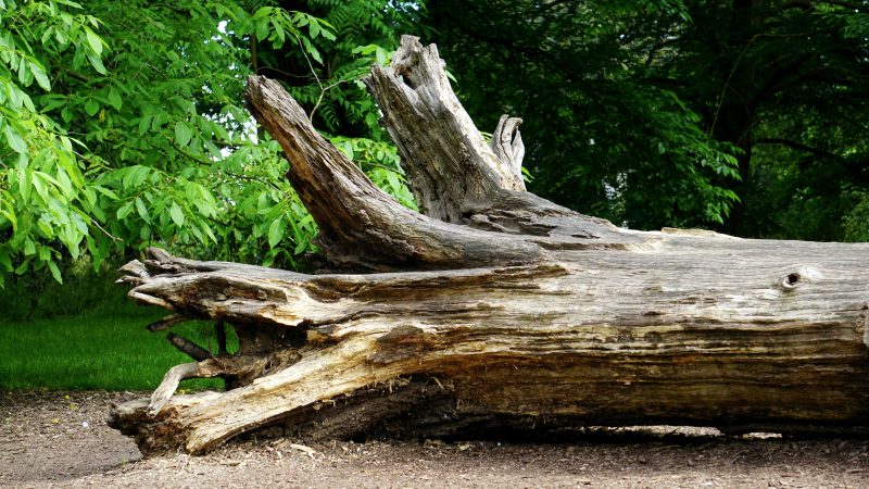 arbre tombé