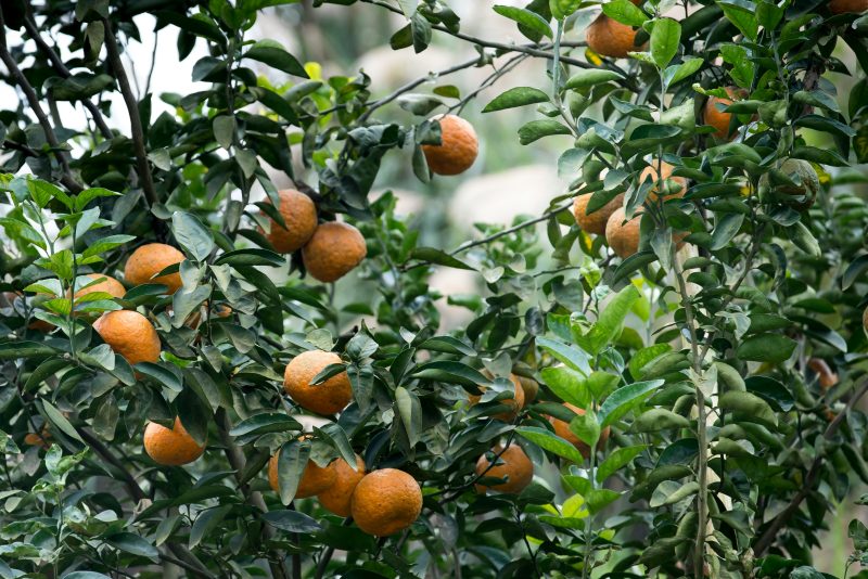 oranger dans un jardin