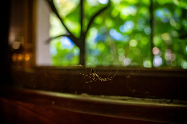 araignée dans la maison
