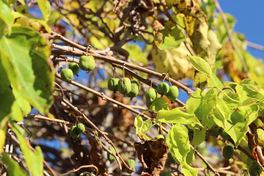 Actinidia arguta