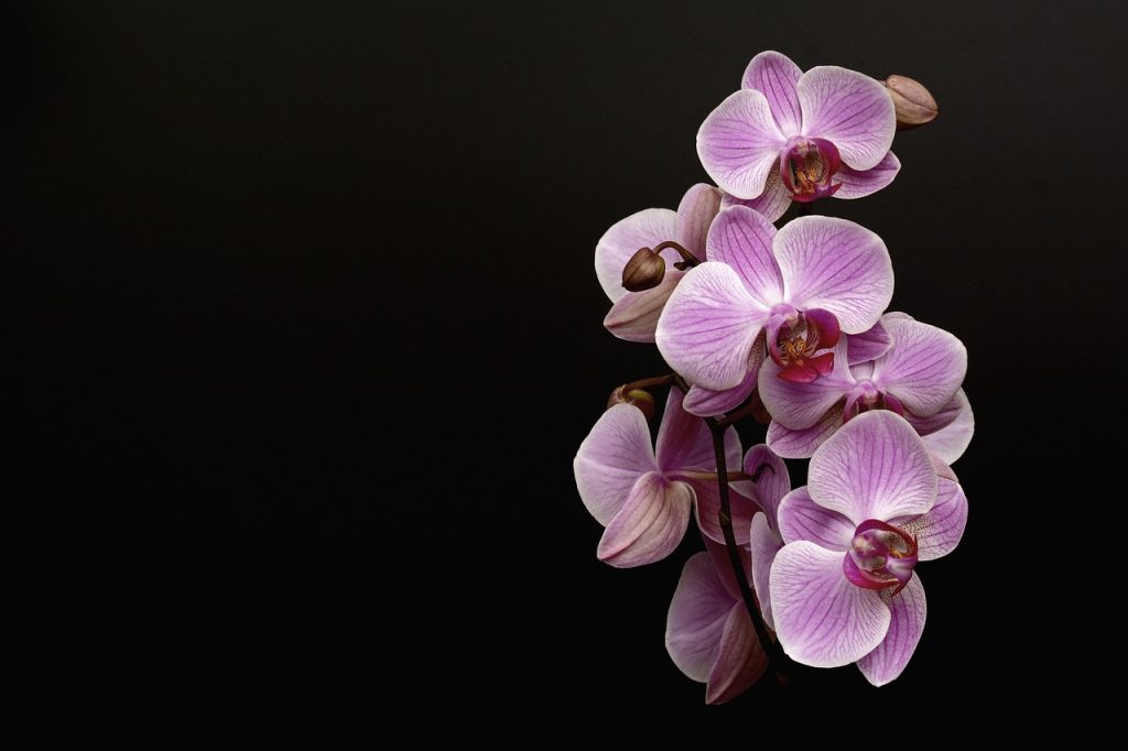 orchidée dans une pièce sombre
