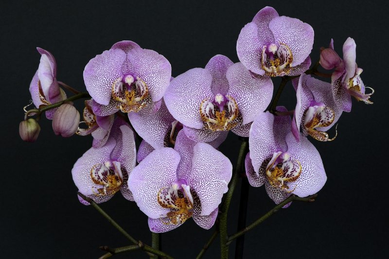 orchidée dans le noir