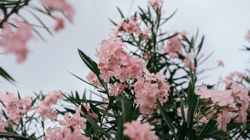 laurier rose gelé