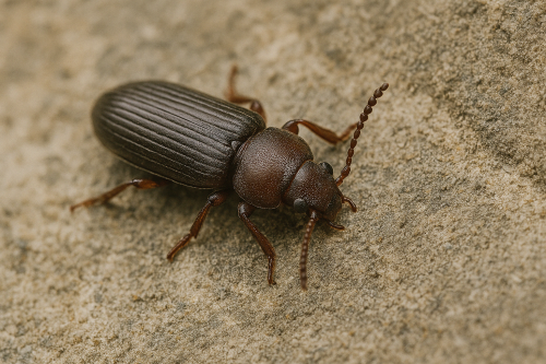 coniophore des caves