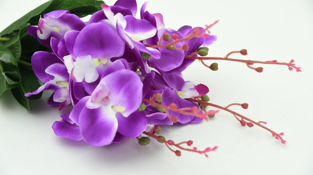 orchidée refleurit