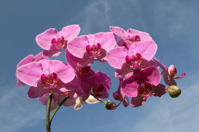 orchidée en croissance