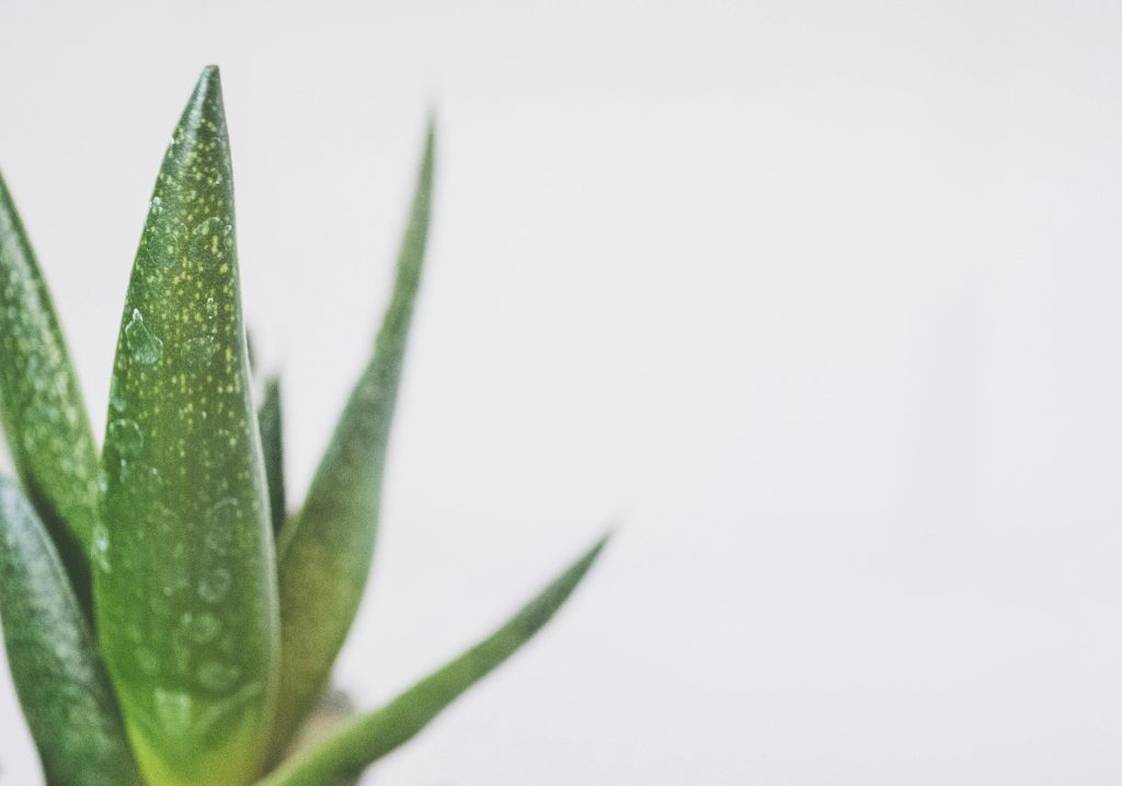 aloe vera en intérieur