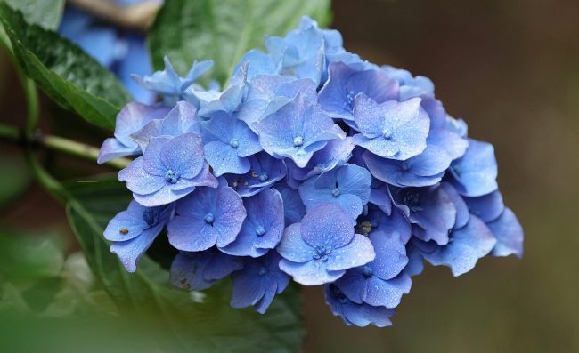 hortensia en extérieur