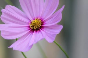 fleur de cosmos