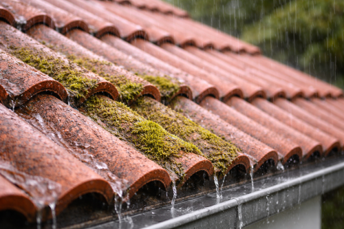 mousse sur la toiture