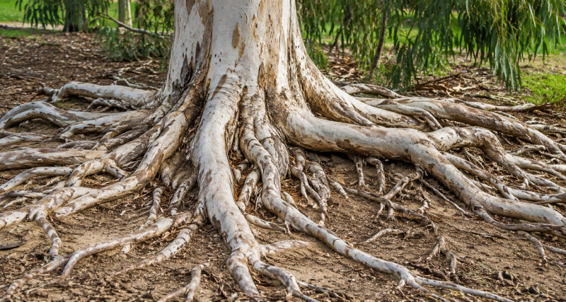 racines d'eucalyptus