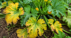 feuille de courgettes jaunes